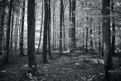 灰度树木在森林的照片
